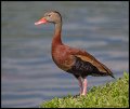 _4SB6334 black-bellied whistling duck